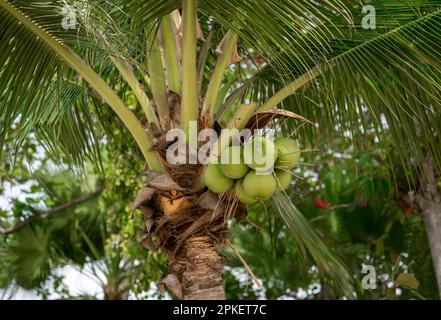 palme da cocco con noci di cocco. Cocco su albero per fare bevande o latte di cocco. Giovani noci di cocco appese sull'albero. Foto Stock