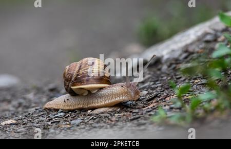 una lumaca striscia sul terreno piovoso tempo piovoso. Foto Stock