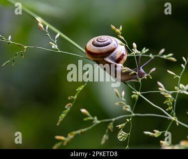 una lumaca striscia sul terreno piovoso tempo piovoso. Foto Stock