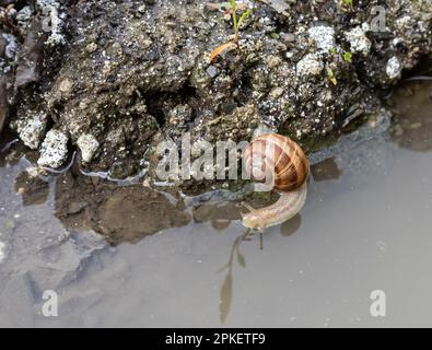 una lumaca striscia sul terreno piovoso tempo piovoso. Foto Stock