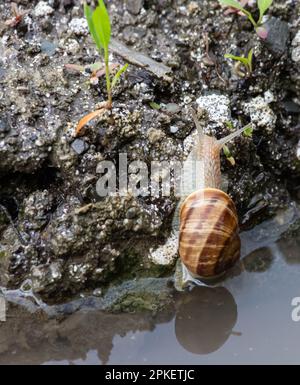 una lumaca striscia sul terreno piovoso tempo piovoso. Foto Stock