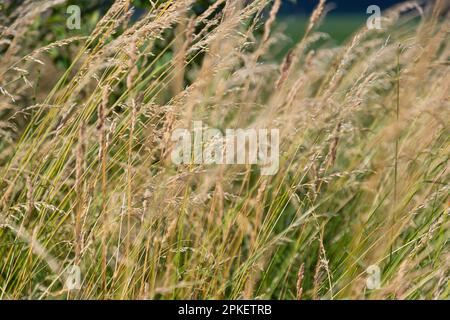 cereali selvatici ingialliti sullo sfondo. campagna. estate, autunno. Foto Stock