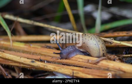 una lumaca striscia sul terreno piovoso tempo piovoso. Foto Stock