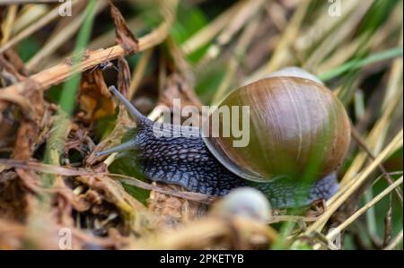 una lumaca striscia sul terreno piovoso tempo piovoso. Foto Stock