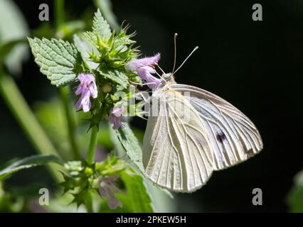 farfalla su uno sfondo di erba verde nella luce del giorno d'estate Foto Stock