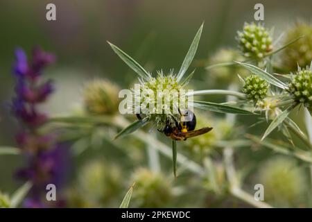 Ape sui fiori di eryngium. Ape impollinare un fiore nel giardino. Foto Stock