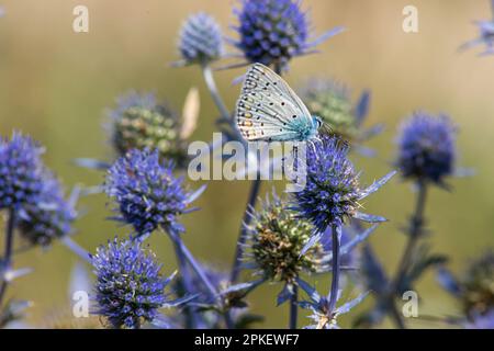 Fiore spiky. Fiori di cardo blu, Eryngium planum, eryngo blu. Cardi selvatiche viola fiorite. Farfalla blu su un fiore blu pungente. Foto Stock