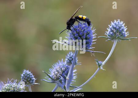 Ape sui fiori di eryngium. Ape impollinare un fiore nel giardino. Foto Stock