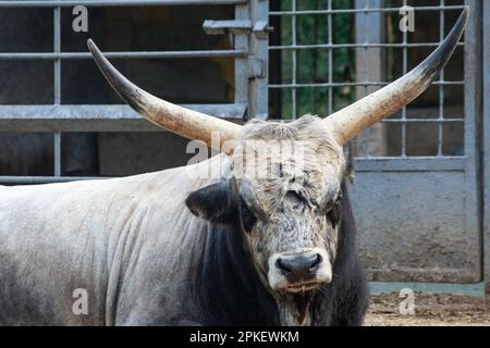 Il Grigio Ungherese, conosciuto anche come steppa ungherese, masticazione al cubo mentre si trova a terra. Foto Stock