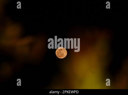 Srinagar, India. 07th Apr, 2023. La luna piena, la luna rosa di aprile, è visto tra le ombre di alberi e rami nel cielo del Kashmir il Captial estivo del Kashmir indiano amministrato il 06 aprile 2023. (Foto di Mubashir Hassan/Pacific Press) Credit: Pacific Press Media Production Corp./Alamy Live News Foto Stock