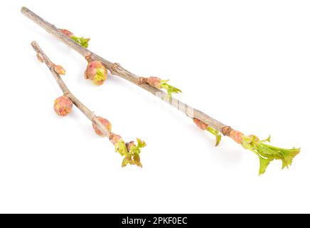 Germogli di ribes colpiti. Cecidophyopsis ribis. Isolato su sfondo bianco Foto Stock