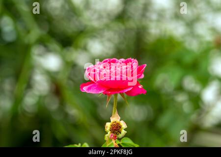 Una rosa rossa con sfondo sfocato, con messa a fuoco poco profonda Foto Stock