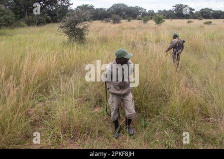 Rangers armati di armi nel parco di conservazione degli animali in Zimbabwe, in Rhino di Ispire e Wildlife Conservancy Foto Stock