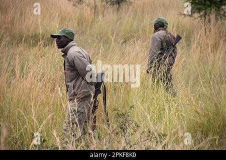 Rangers armati di armi nel parco di conservazione degli animali in Zimbabwe, in Rhino di Ispire e Wildlife Conservancy Foto Stock