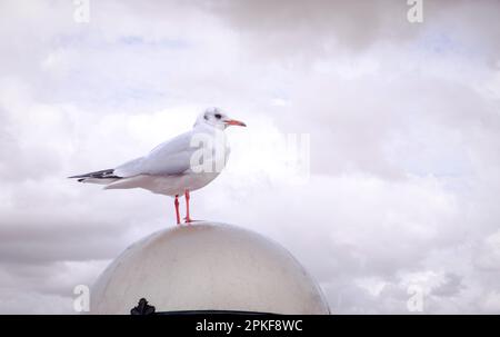 Un gabbiano arroccato su una cupola di luce sul fiume tamigi a Southbank, Londra. Foto Stock