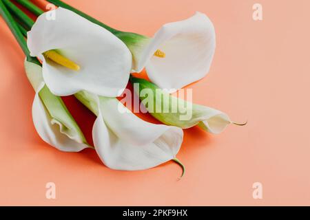 Bella bianca Calla Lilies fiori su uno sfondo color pesca pastello. Posiziona per testo. Foto Stock