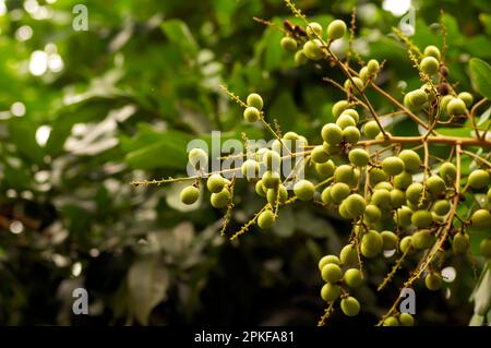 Frutti crudi longan (Dimocarpus longan) sull'albero, in fuoco poco profondo Foto Stock