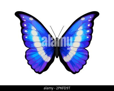 Farfalla vettoriale tropicale blu. Morpho retenor helena. Immagini realistiche e dettagliate. Isolato su bianco. Farfalla sudamericana Illustrazione Vettoriale