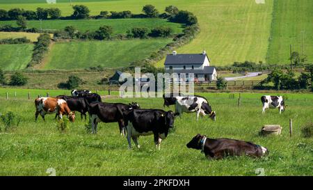 Le mucche pascolano in un campo contadino in una giornata estiva. Freegrazing di bestiame bovino. Paesaggio agricolo. Allevamento in Irlanda. Mucca bianca e nera sul verde Foto Stock