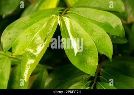 Diospyros blancoi, (sinonimo Diospyros scoloror), comunemente noto come foglie di mela vellutata Foto Stock