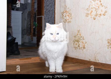 Un gatto bianco lanuginoso sbirciando fuori da dietro l'angolo primo piano Foto Stock