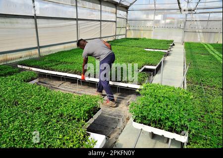 Serra agricola di un'azienda italiana: Lavoratore che prepara un ordine Foto Stock