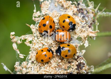 Un gruppo di sette spot coccinelle Coccinella septempunctata su