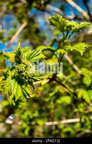 Gemme e foglie fresche sugli alberi. Risveglio primaverile Foto Stock