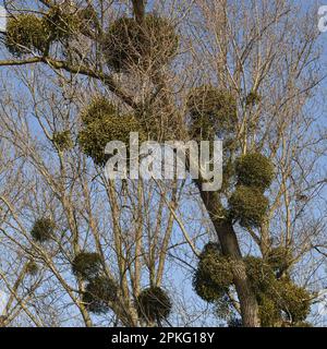 Parassiti... Mistletoe a bacca bianca ( Viscum album ), Mistletoe in legno duro del basso Reno, Mistletoe in albero Foto Stock