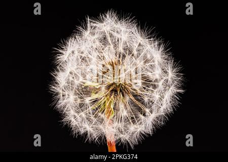 Macro fotografia di un dente di leone - Taraxacum officinale Foto Stock