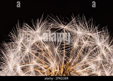 Macro fotografia di un dente di leone - Taraxacum officinale Foto Stock