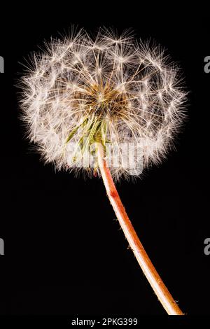 Macro fotografia di un dente di leone - Taraxacum officinale Foto Stock