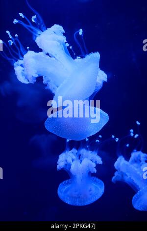 Slow motion Lion's crani di crostacei cianea capillata o pelo di gelatina anfibi su un leone di crani cianea capillata Vancouver Aquarium, BC, Canada Foto Stock