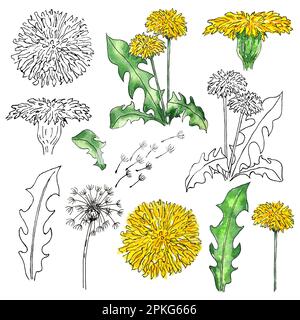 Clispart acquerello di fiori selvatici disegnati a mano dente di leone per l'uso in matrimonio, vacanza e design decorativo. Illustrazioni isolate su sfondo bianco Foto Stock