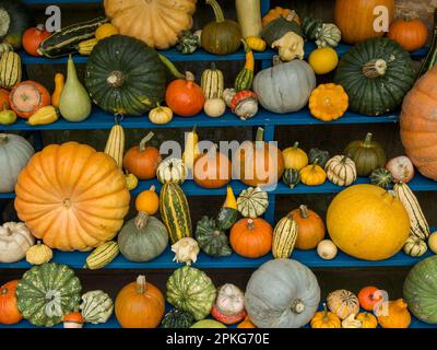 Esposizione colorata di zucche ornamentali, zucche e squash in mostra sugli scaffali in autunno, Derbyshire, Inghilterra, Regno Unito Foto Stock