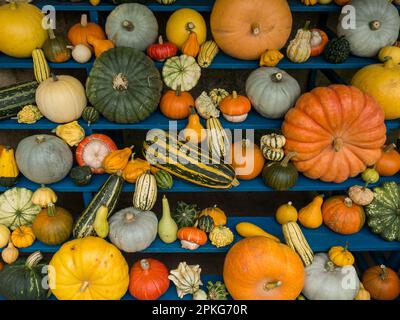 Esposizione colorata di zucche ornamentali, zucche e squash in mostra sugli scaffali in autunno, Derbyshire, Inghilterra, Regno Unito Foto Stock