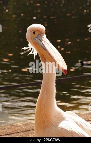 Un pellicano a St James's Park, Westminster, Londra, Inghilterra, che mostra la testa e il collo con il lago sullo sfondo Foto Stock