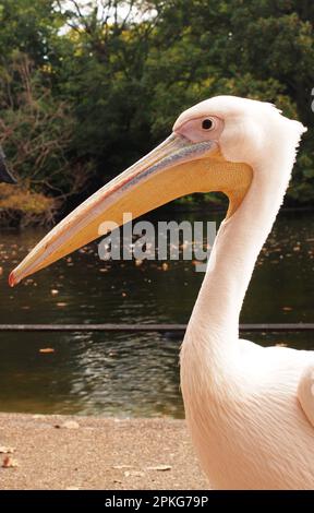 Un pellicano a St James's Park, Westminster, Londra, Inghilterra, che mostra la testa e il collo con il lago sullo sfondo Foto Stock