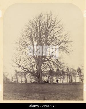 Great Beech su Manor Hill 1864 di James Sinclair Foto Stock