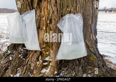 Sacchetti di plastica che raccolgono sap-congelati in questa giornata fredda-per la produzione di sciroppo d'acero da parte degli agricoltori Amish nel Michigan centrale, USA Foto Stock