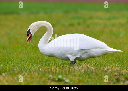 Muto cigno che mangia erba su un prato (Cygnus olor) Foto Stock
