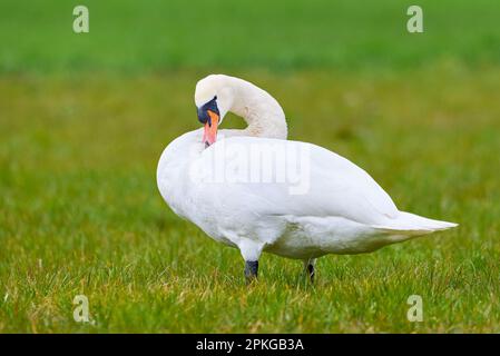 Muto cigno preening piume (Cygnus olor) Foto Stock