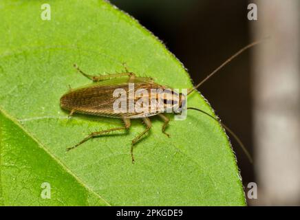 Tedesco Cockroach (Blattella germanica) che si spaventa fuori durante la notte su una foglia di albero a Houston, TX. Specie di peste di insetto molto comune universalmente. Foto Stock