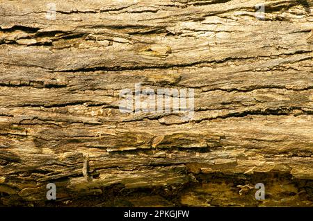 La superficie di un vecchio legno di teak per sfondo naturale Foto Stock