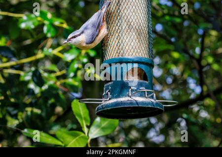 Nuthatch eurasiatico (Sitta europaea) in caratteristica posizione testa giù nutrirsi ad un alimentatore di uccelli in un giardino in Surrey nel sud-est dell'Inghilterra in primavera Foto Stock