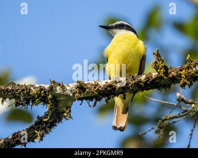 Grande kiskadee, (Pitangus sulfuratus), la gamba, Costa Rica Foto Stock