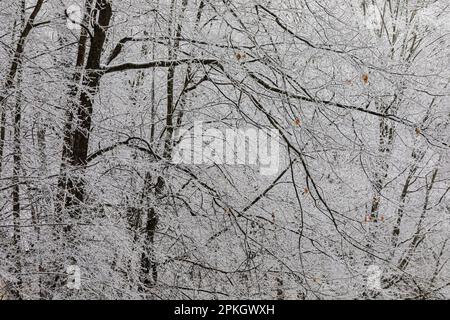 Ramificazioni di rivestimento della tempesta di ghiaccio nella comunità dei laghi canadesi nel mese di marzo nel Michigan centrale, Stati Uniti Foto Stock