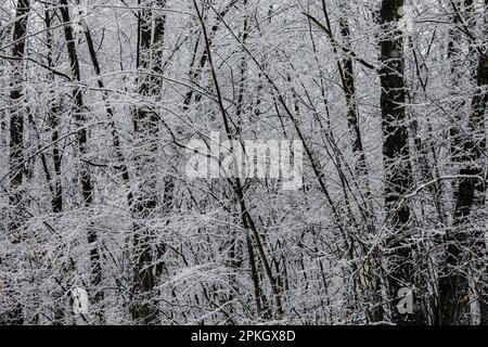 Ramificazioni di rivestimento della tempesta di ghiaccio nella comunità dei laghi canadesi nel mese di marzo nel Michigan centrale, Stati Uniti Foto Stock