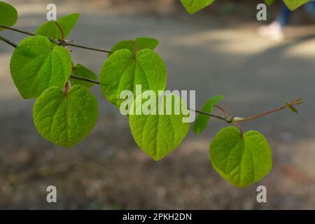 Cercidiphyllum japonicum giovani foglie verde chiaro con la forma del cuore di un albero di katsura in primavera Foto Stock