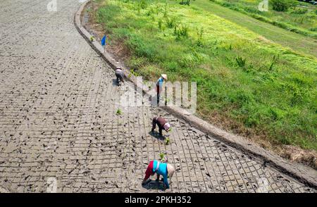 Contadini giavanesi villaggio donna che piantano piantine di riso a Yogyakarta, Indonesia Foto Stock